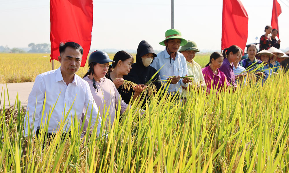 Hội viên nông dân tham quan mô hình canh tác lúa thân thiện với môi trường của gia đình bà Nguyễn Thị Thoa.