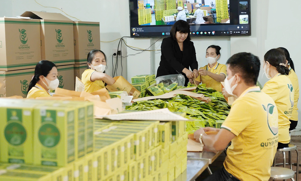 Sản xuất trà búp ổi tại Hợp tác xã Nông nghiệp Quyên Phong, xã Tân Yên.