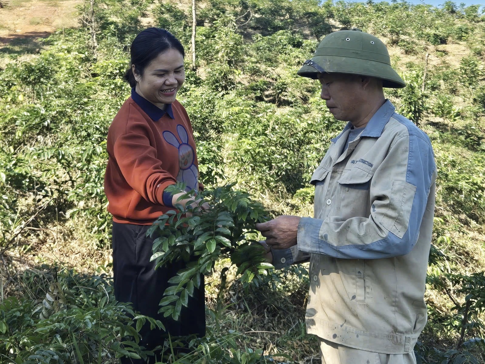 Mô hình trồng dược liệu của hộ anh Lê Quang Thành, thôn Tảu.