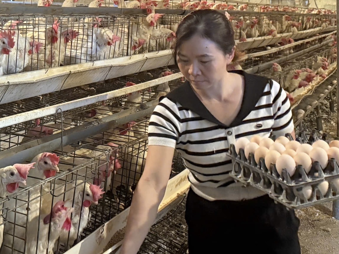 Chăn nuôi gia cầm cho thu nhập cao của nông dân xã Nhã Nam