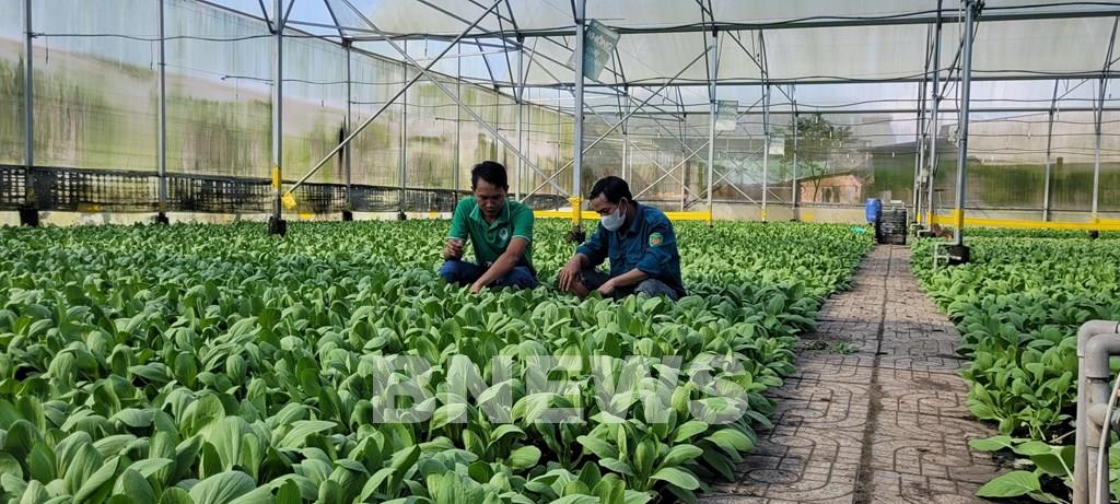 Thu hoạch rau ăn lá tại Hợp tác xã Nông nghiệp và Dịch vụ Châu Pha, thị xã Phú Mỹ. Ảnh: Hoàng Nhị/TTXVN