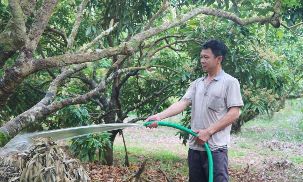 Người dân thôn Đồng Tâm, xã Tuấn Đạo chăm sóc vải thiều.