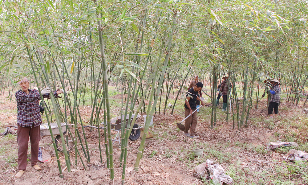 Nông dân xã Tân Yên chăm sóc măng lục trúc bằng phân bón hữu cơ.