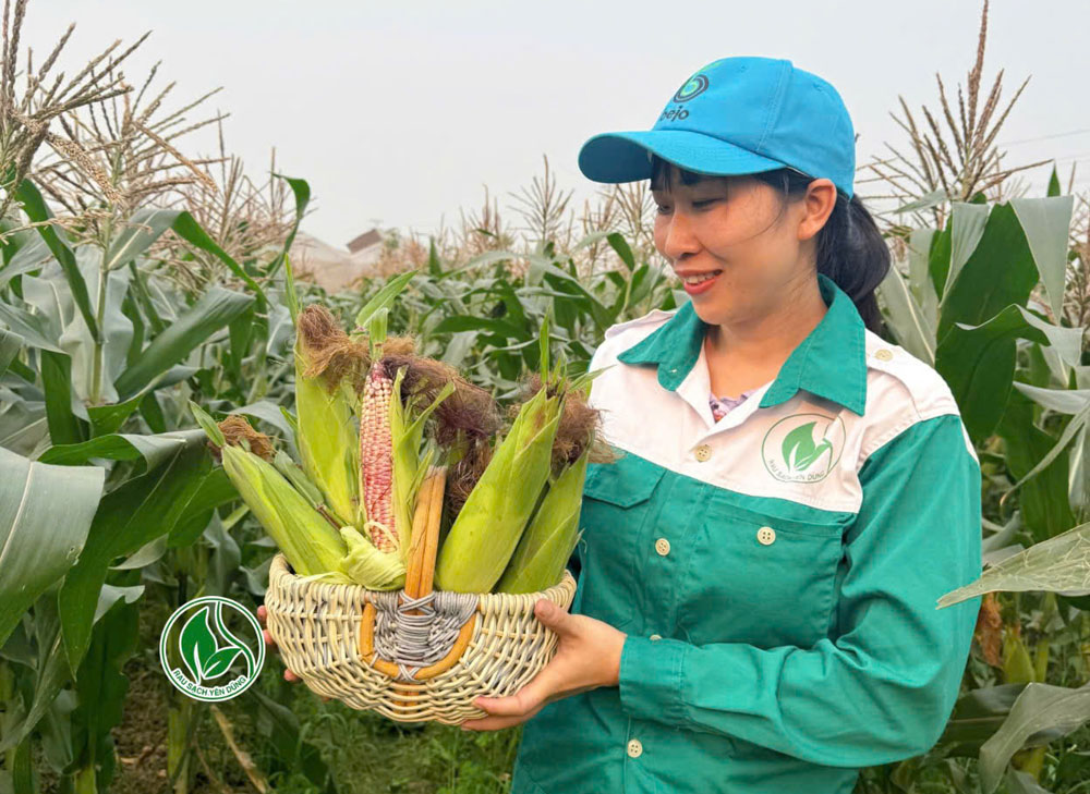 Thành viên Hợp tác xã Rau sạch Yên Dũng thu hoạch ngô trái cây.