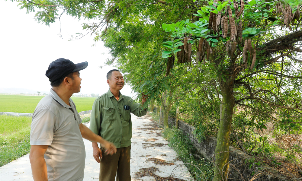 Mô hình trồng bồ kết của gia đình ông Trần Văn Nguyễn.