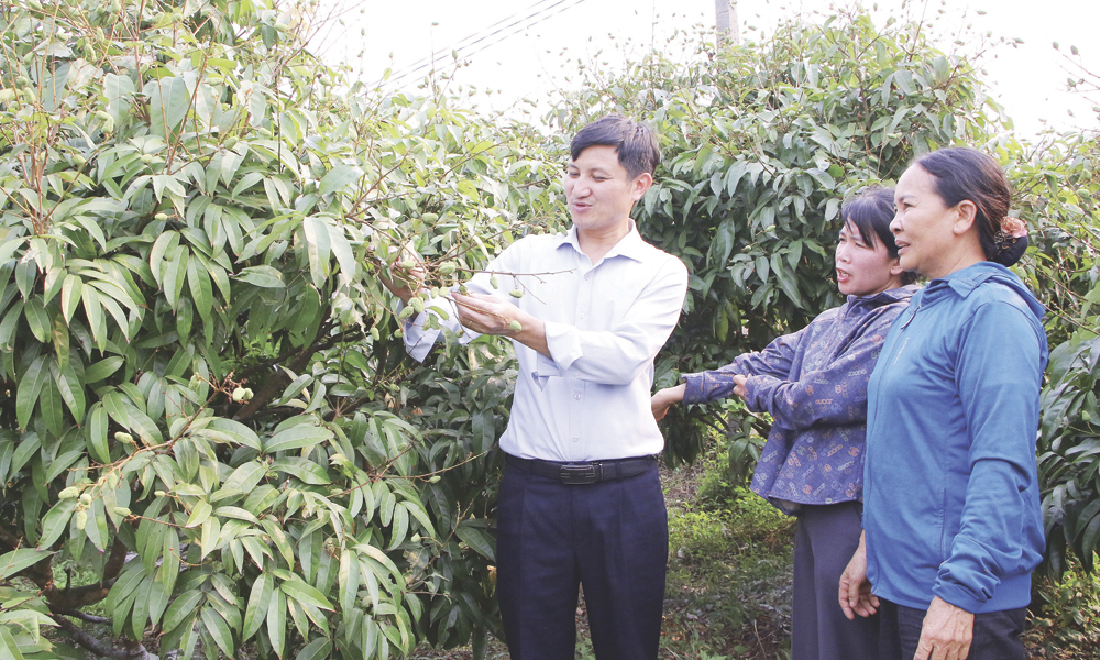 Cán bộ Chi cục Trồng trọt và Bảo vệ thực vật hướng dẫn người dân thôn Trung, xã Phúc Hòa chăm sóc vải thiều xuất khẩu.