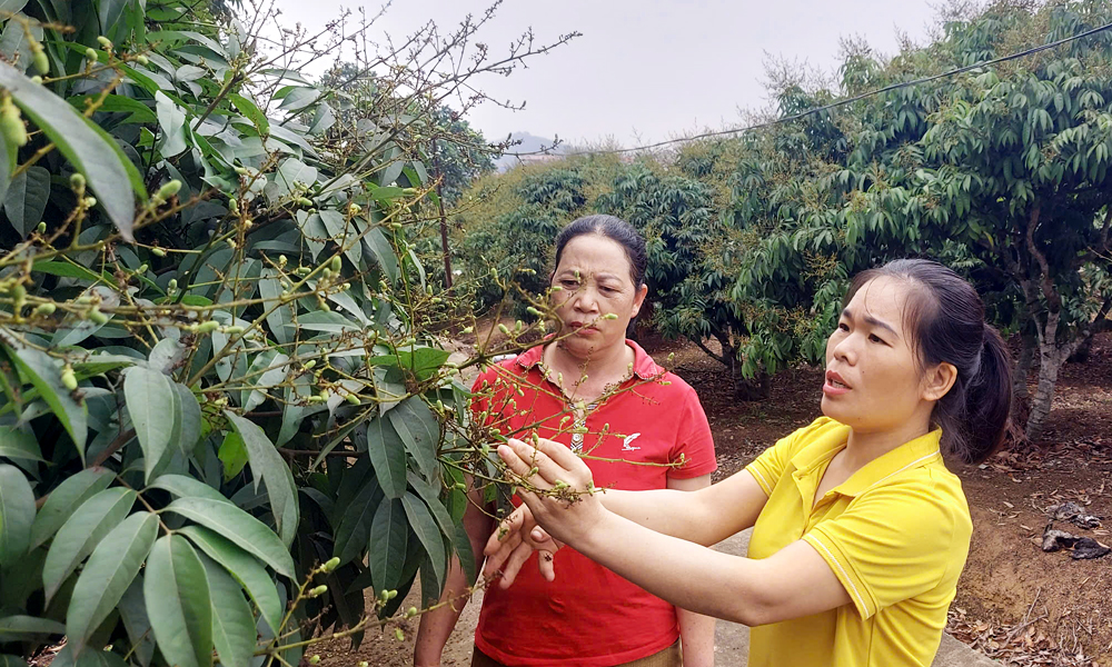 Chị Nguyễn Thị Nhung (bên phải) hướng dẫn người dân chăm sóc vải theo tiêu chuẩn xuất khẩu.