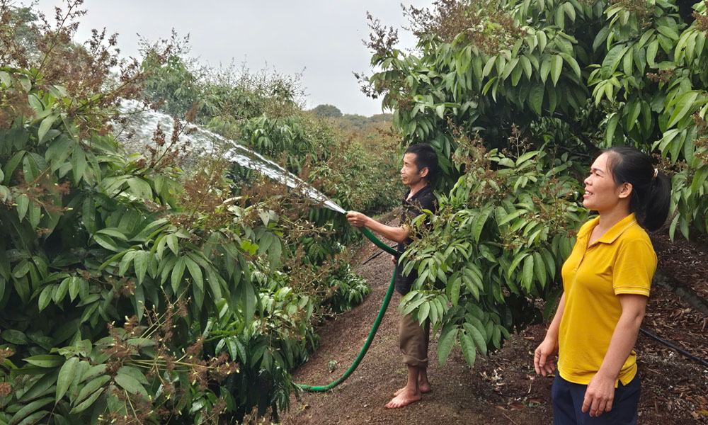 Vùng vải xã Phúc Hòa (Tân Yên).