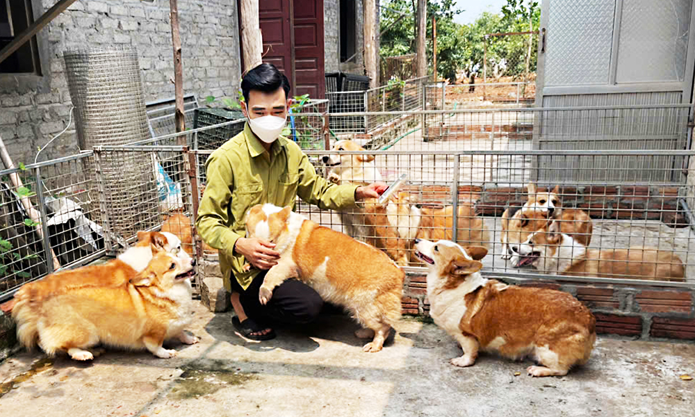 Thành viên Hợp tác xã Dịch vụ chăn nuôi thú cưng Hải Đăng (thị xã Chũ) được vay vốn để phát triển sản xuất.