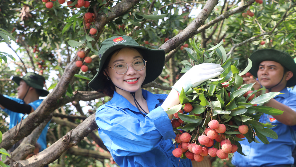 Những ngày này, ở nhiều nơi tại huyện Lục Ngạn xuất hiện màu áo xanh của sinh viên tình nguyện.