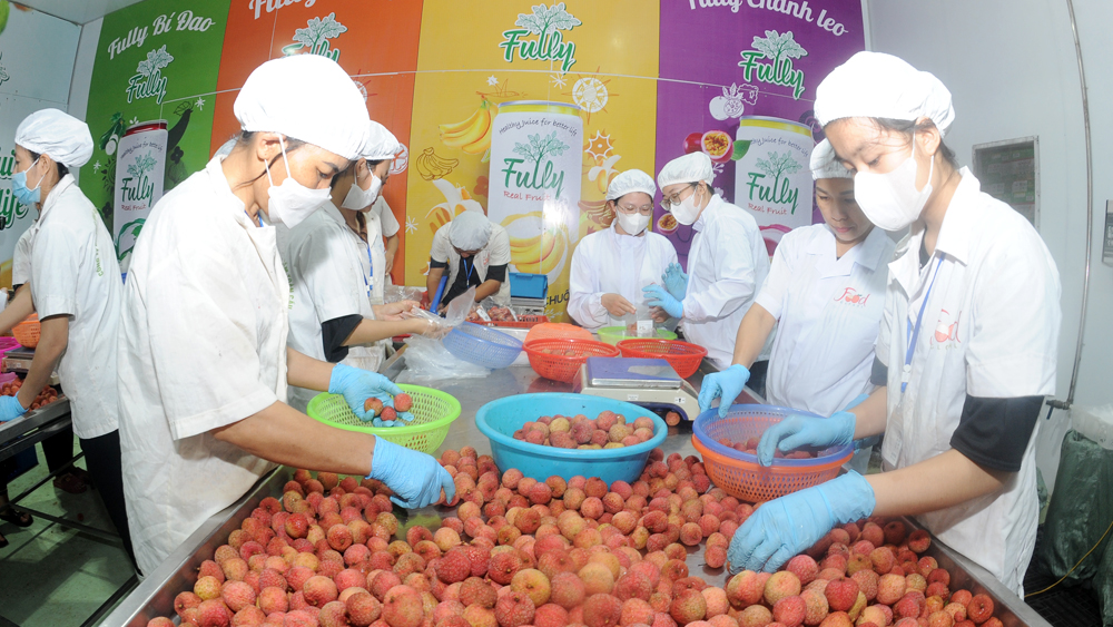 Công ty CP Thực Phẩm Toàn Cầu kế hoạch xuất 3000 tấn đi thị trường Châu Âu giải quyết 1600 lao động thời vụ.