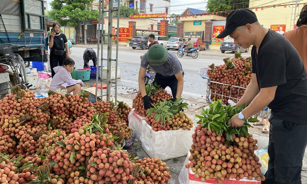 Một điểm thu mua vải trên quốc lộ 31, phường Phượng Sơn.