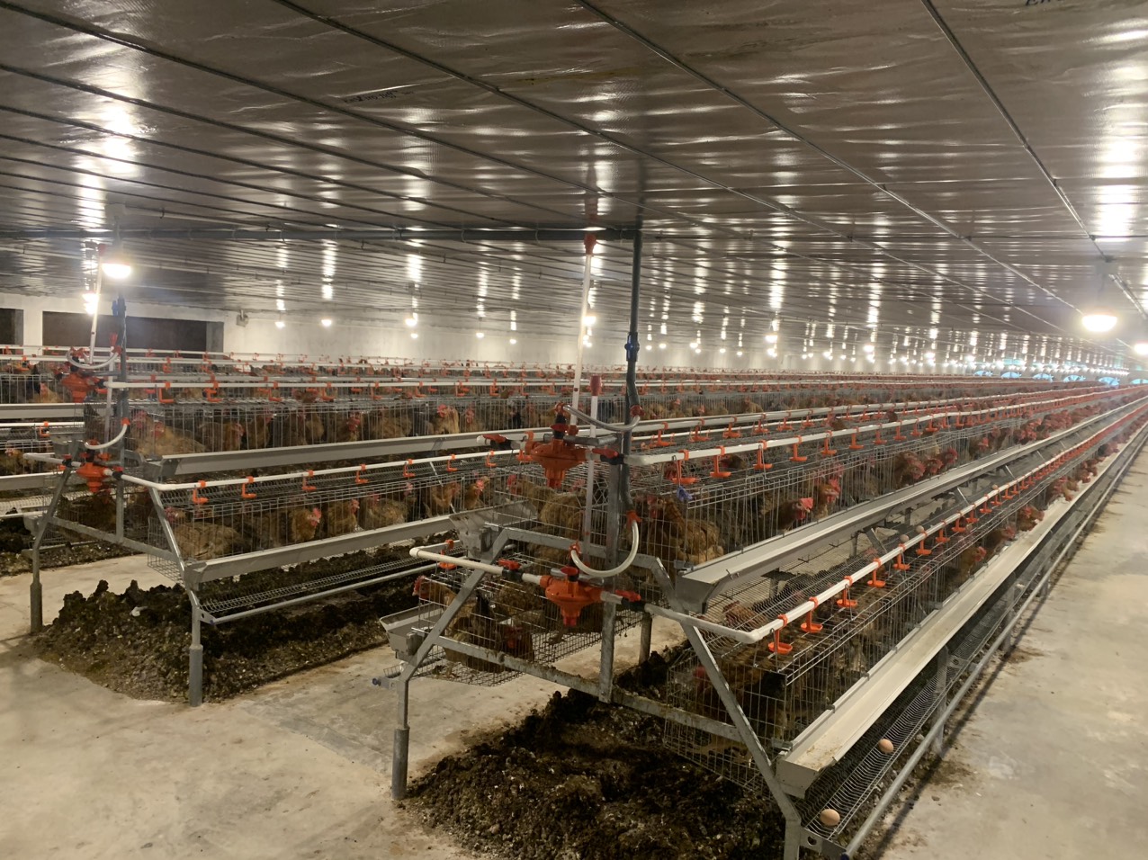 Khu chăn nuôi gà đẻ trứng của hộ anh Văn Hữu Tùng được đầu tư đồng bộ thân thiện với môi trường