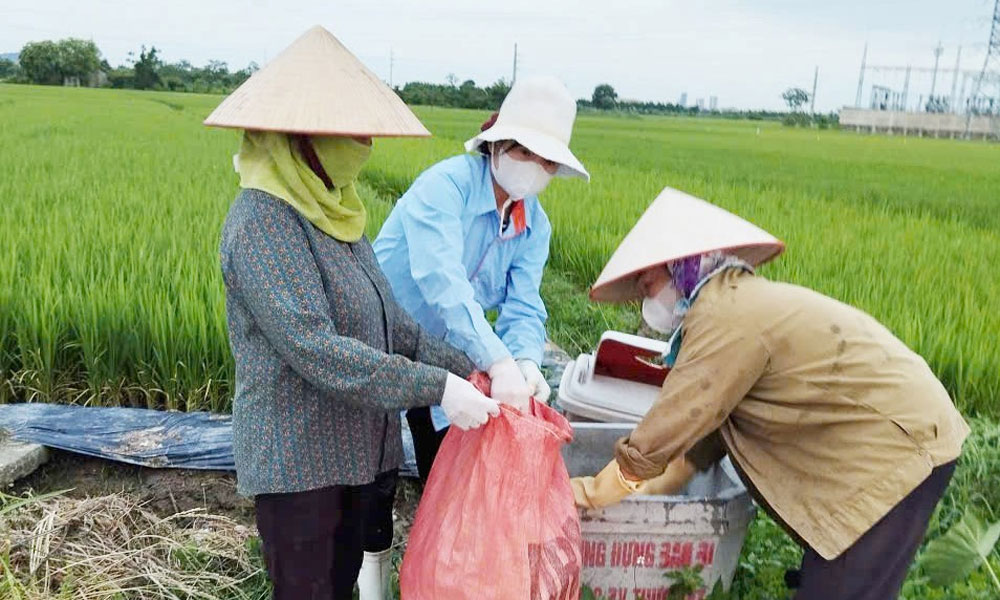 Vỏ, bao bì thuốc bảo vệ thực vật tại tổ dân phố Bất Phí được thu gom đem xử lý tại khu xử lý rác thải tập trung.