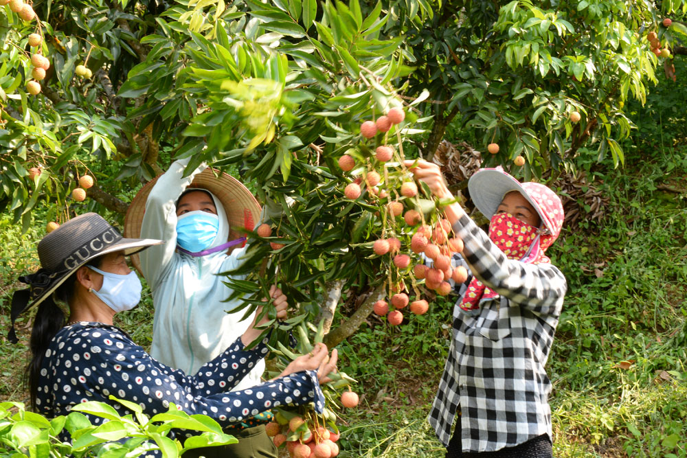 Nông dân thôn Thượng Phương Sơn, xã Hồng Giang (Lục Ngạn) thu hoạch vải thiều. Ảnh: An Khánh.