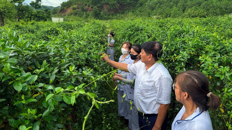 Anh Phạm Việt Trung giới thiệu đặc tính tác dụng của cây dây thìa canh.