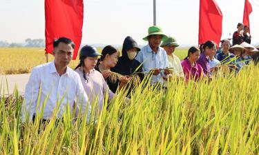 Hội viên nông dân tham quan mô hình canh tác lúa thân thiện với môi trường của gia đình bà Nguyễn Thị Thoa.