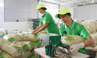 Sản xuất phở khô cao cấp tại Hợp tác xã Sản xuất và Tiêu thụ mỳ gạo Quế Hằng Châu Sơn.