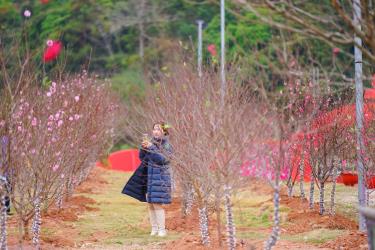 Vùng trồng đào Lạng Sơn.