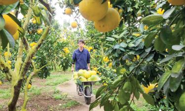 Sản xuất nông nghiệp xanh đang trở thành xu hướng phát triển được người dân trên địa bàn tỉnh áp dụng. Ảnh: Thu hoạch bưởi tại một hộ dân ở phường Chũ.