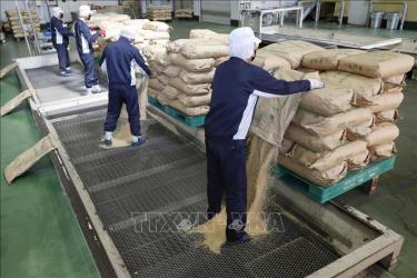 Gạo dự trữ của Chính phủ được chuyển tới nhà máy xay xát ở tỉnh Saitama, Nhật Bản, ngày 18/3/2025. Ảnh: Kyodo/TTXVN