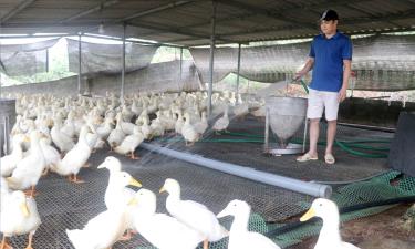 

Gia đình anh Từ Bính Thìn, thôn Trại Mật, xã Tân Quang nuôi 2,5 nghìn con vịt thương phẩm để có thêm nguồn thu. Ảnh: Nguyễn Đoàn.