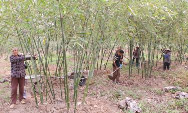 Nông dân xã Tân Yên chăm sóc măng lục trúc bằng phân bón hữu cơ.