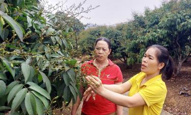 Chị Nguyễn Thị Nhung (bên phải) hướng dẫn người dân chăm sóc vải theo tiêu chuẩn xuất khẩu.