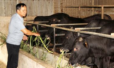 Hộ ông Nguyễn Văn Hoan duy trì mô hình chăm sóc bò an toàn dịch bệnh.