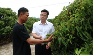 Đồng chí Đào Công Hùng thăm vùng trồng vải ở xã Giáp Sơn.