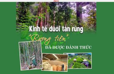 Chuyên đề kinh tế dưới tán rừng 5 kỳ, chuyên đề HTX mô hình xanh…