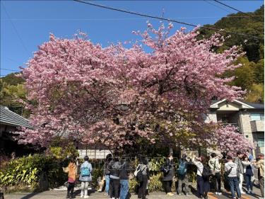 Nhật Bản đón lượng khách quốc tế kỷ lục nhờ 'cơn sốt' ngắm hoa anh đào. Ảnh: Xuân Giao/PV TTXVN tại Nhật Bản