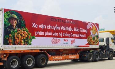 Tập đoàn Central Retail Việt Nam đã xuất hành các chuyến xe container vận chuyển vải thiều Lục Ngạn - Bắc Giang.