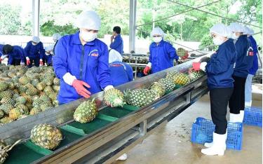 Sơ chế dứa phục vụ xuất khẩu tại Công ty cổ phần Thực phẩm xuất khẩu Đồng Giao (tỉnh Ninh Bình). (Ảnh ĐỨC ANH)
