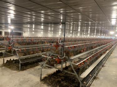 Khu chăn nuôi gà đẻ trứng của hộ anh Văn Hữu Tùng được đầu tư đồng bộ thân thiện với môi trường